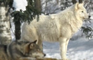 Stunning Arctic Wolf posing in the woodsPhoto by: Sakarrihttps://creativecommons.org/licenses/by-nd/2.0/
