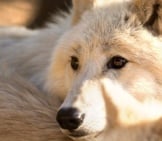 Closeup Of An Arctic Wolf Photo By: Soren Wolf Https://Creativecommons.org/Licenses/By-Nd/2.0/