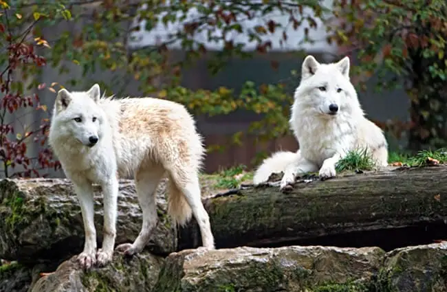 Watchful Arctic Wolves Photo by: Tambako The Jaguar https://creativecommons.org/licenses/by-nd/2.0/
