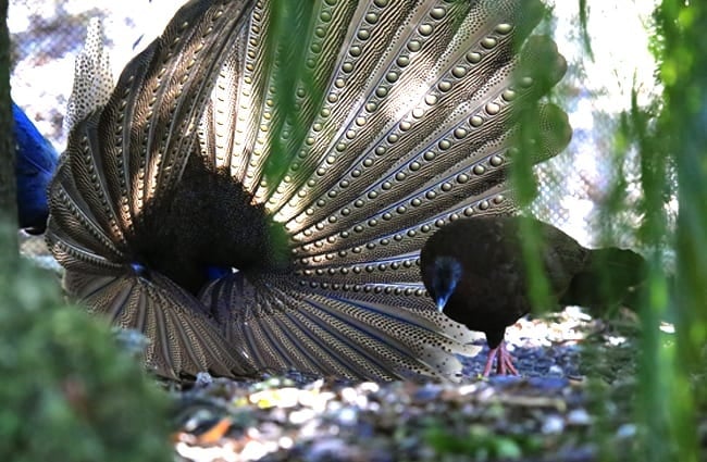 Malayan Great Argus Pheasant Photo by: cuatrok77 https://creativecommons.org/licenses/by-sa/2.0/
