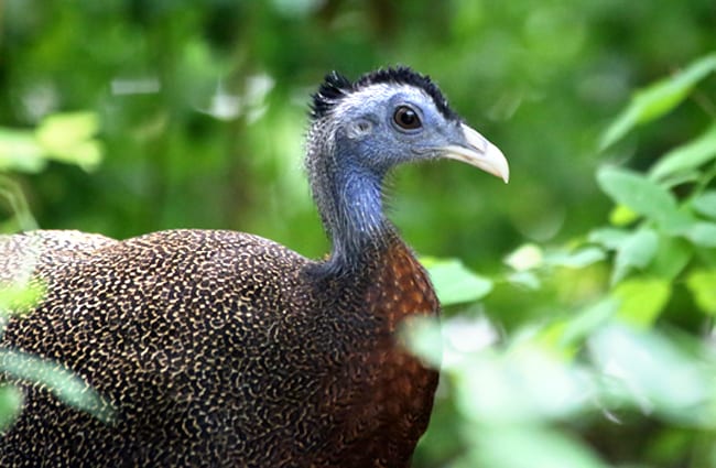 Malayan Great Argus Pheasant Photo by: cuatrok77 https://creativecommons.org/licenses/by-sa/2.0/