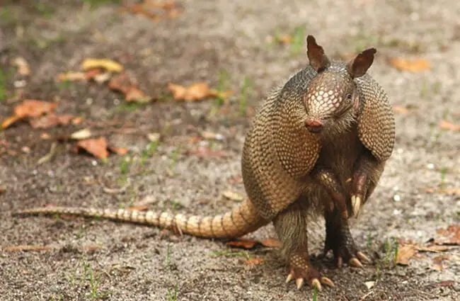 Armadillo lizard habitat - herofcopper