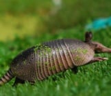 Armadillo Photographed Near Cancun, Mexicophoto By: Chris Van Dyckhttps://Creativecommons.org/Licenses/By/2.0/