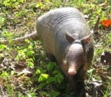 Armadillo Roaming Around Carney Island State Park, Florida Photo By: Kristine Paulus Https://Creativecommons.org/Licenses/By/2.0/
