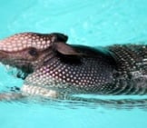 Armadillo Taking A Dip In The Neighbor&#039;S Pool! Photo By: Dawn Ashley Https://Creativecommons.org/Licenses/By/2.0/