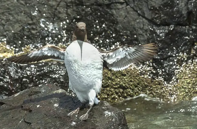 An Auk posing for a photo at the water&#039;s edge Photo by: Francesco Veronesi https://creativecommons.org/licenses/by-sa/2.0/