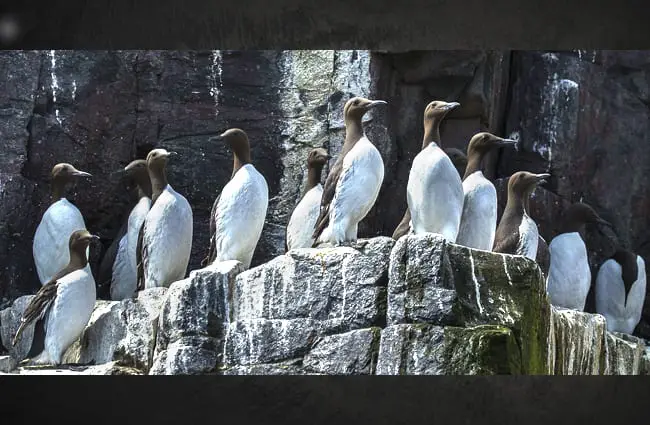 Auk at their cliff-side breeding grounds Photo by: Francesco Veronesi https://creativecommons.org/licenses/by-sa/2.0/