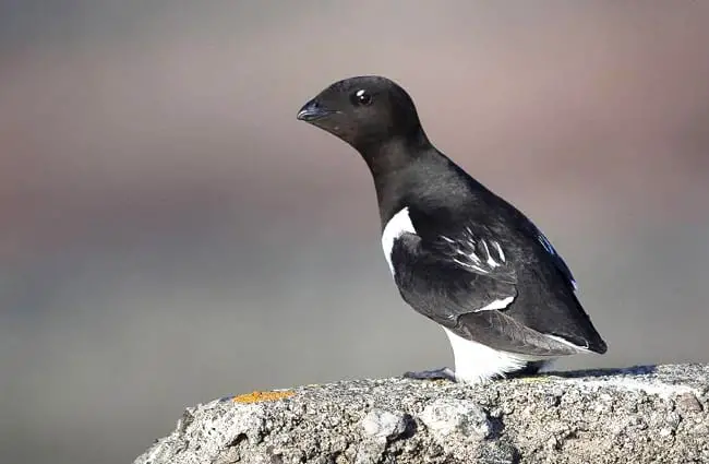 The little auk, or dovekie Photo by: NTNU, Faculty of Natural Sciences https://creativecommons.org/licenses/by-sa/2.0/