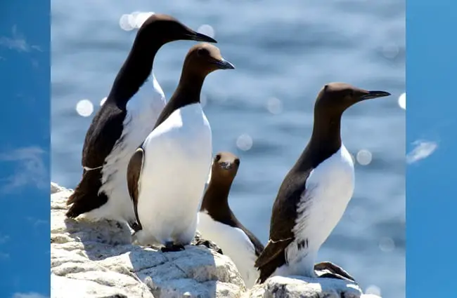 Razorbill Auks on a sunny dayPhoto by: Jim Robertshttps://creativecommons.org/licenses/by-sa/2.0/