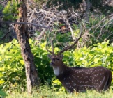 Axis Deer Buck Photo By: Buck Valley Ranch Https://Creativecommons.org/Licenses/By/2.0/ 