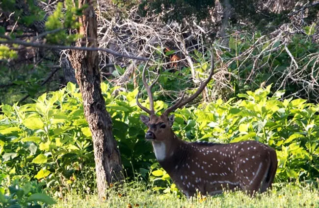 Axis Deer buck Photo by: Buck Valley Ranch https://creativecommons.org/licenses/by/2.0/ 