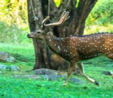 Male Axis Deer Running Through The Forest Photo By: Mike Prince Https://Creativecommons.org/Licenses/By/2.0/