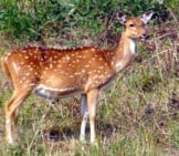 Beautiful Female Axis Deer