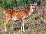 Beautiful female Axis Deer