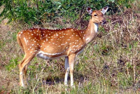 Beautiful female Axis Deer