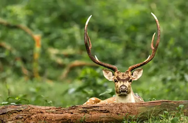 Axis Deer buck watching over a log Photo by: Balaji Venkatesh Sivaramakrishnan https://creativecommons.org/licenses/by/2.0/
