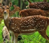 A Group Of Chital - Axis Deer Grazingphoto By: Mahesh Balasubramanianhttps://Creativecommons.org/Licenses/By/2.0/