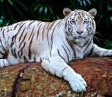 Beautiful White Bengal Tiger Portrait This Photo Is In The Public Domain