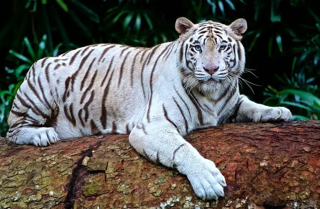 Beautiful white Bengal Tiger portrait This photo is in the Public Domain