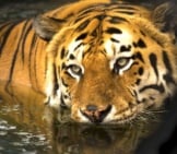 Bengal Tiger Taking A Swim In Calm Watersthis Photo Is In The Public Domain