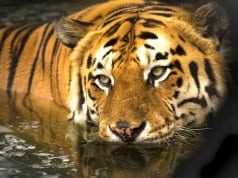 Bengal Tiger taking a swim in calm watersThis photo is in the Public Domain