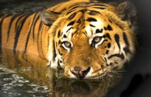 Bengal Tiger taking a swim in calm watersThis photo is in the Public Domain
