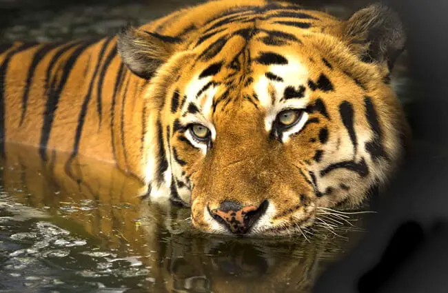 Bengal tiger, Diet, Habitat, & Facts