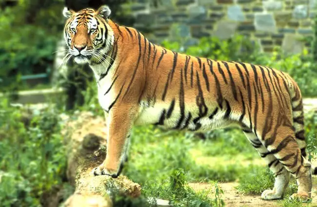 Bengal Tiger posing for a portrait This photo is in the Public Domain