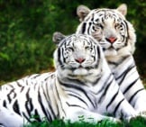A Pair Of White Bengal Tigers Lounging In The Afternoon Sun Photo By: Matthew Smith Https://Creativecommons.org/Licenses/By-Nc-Sa/2.0/