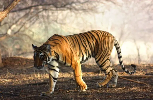 Bengal Tiger stalking through the woods Photo by: John Boyle https://creativecommons.org/licenses/by-nc-sa/2.0/