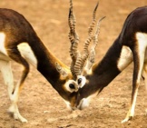 A Pair Of Male Black Bucks Eyeball To Eyeball, In Velavadar, Gujaratphoto By: Jagadip Singhhttps://Creativecommons.org/Licenses/By/2.0/
