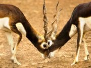 A pair of male Black Bucks Eyeball to Eyeball, in Velavadar, GujaratPhoto by: Jagadip Singhhttps://creativecommons.org/licenses/by/2.0/