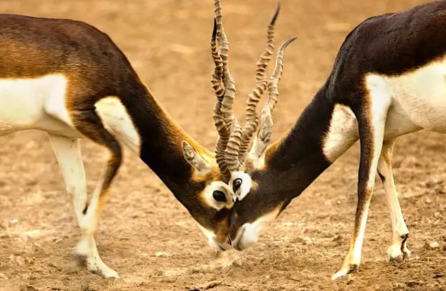 A pair of male Black Bucks Eyeball to Eyeball, in Velavadar, GujaratPhoto by: Jagadip Singhhttps://creativecommons.org/licenses/by/2.0/