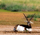 Large Male Black Buck Resting In The Afternoon Sun Male Blackbuck Photo By: Koshy Koshy //Creativecommons.org/Licenses/By/2.0/