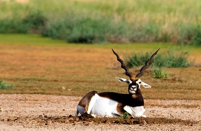 Large male Black Buck resting in the afternoon sun male blackbuck Photo by: Koshy Koshy //creativecommons.org/licenses/by/2.0/