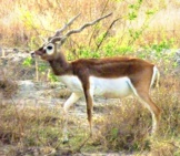 Male Blackbuck At Tal Chhapar Photo By: Archit Ratan //Creativecommons.org/Licenses/By/2.0/