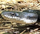 Closeup Of A Juvenile Black Racer Snakephoto By: Bobistravelinghttps://Creativecommons.org/Licenses/By/2.0/