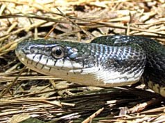 Closeup of a juvenile Black Racer snakePhoto by: bobistravelinghttps://creativecommons.org/licenses/by/2.0/