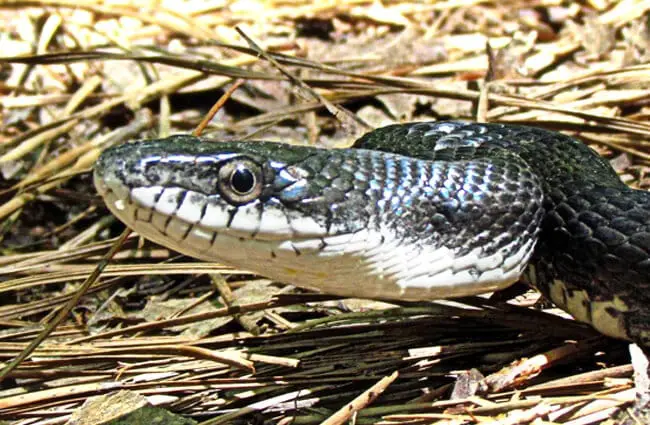Closeup of a juvenile Black Racer snakePhoto by: bobistravelinghttps://creativecommons.org/licenses/by/2.0/