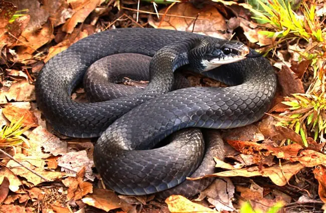 Southern Black Racer snake coiled in the leaves Photo by: Peter Paplanus https://creativecommons.org/licenses/by/2.0/