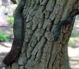 Juvenile Black Racer Snake On An Oak Tree Photo By: Bobistraveling Https://Creativecommons.org/Licenses/By/2.0/