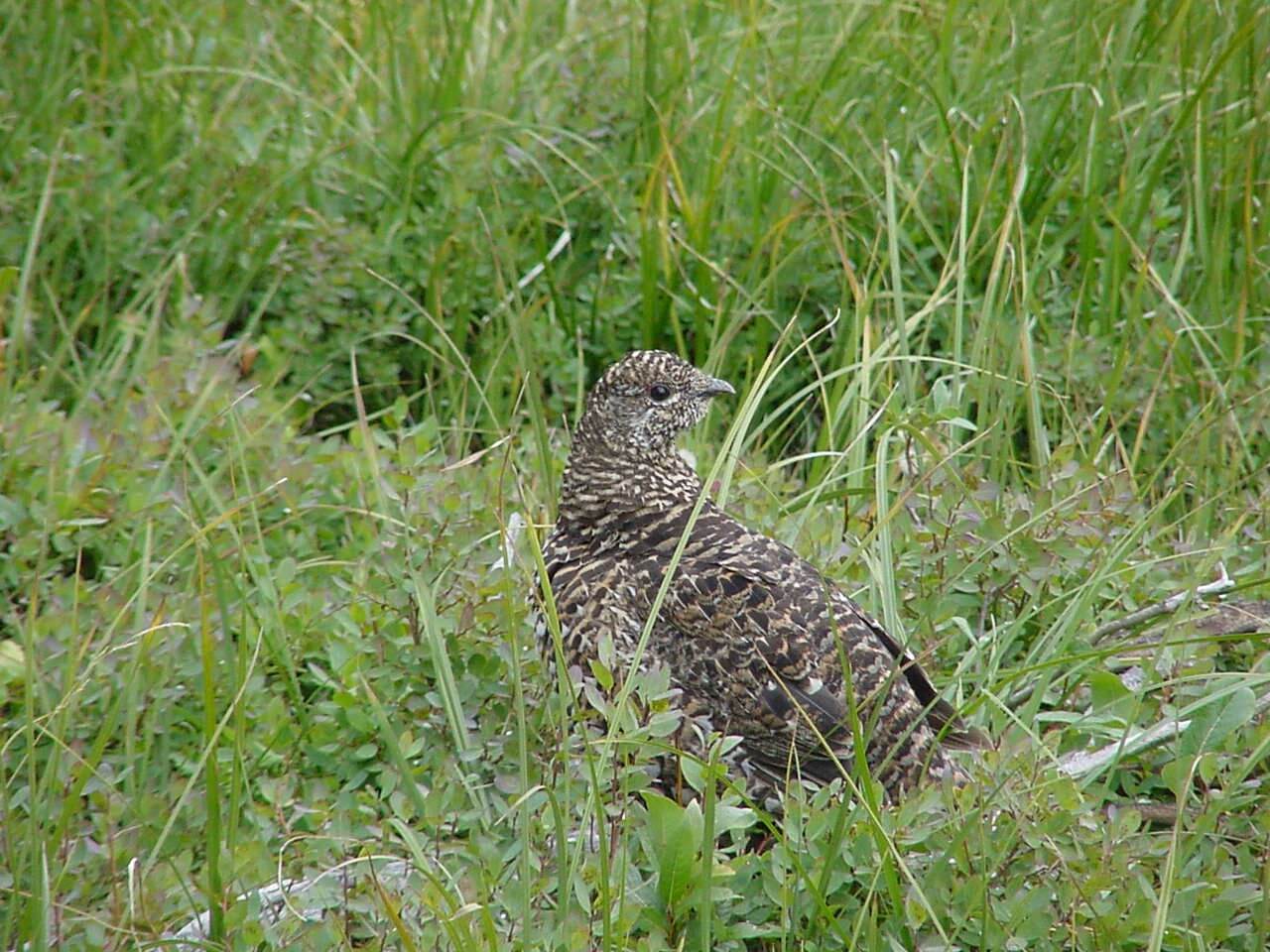 //commons.wikimedia.org/wiki/Category:Bonasa_umbellus#/media/File:Bonasa_umbellus_Boise_National_Forest.jpg