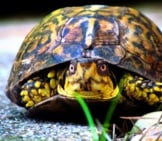 Backyard Box Turtle Photo By: Bobistraveling Https://Creativecommons.org/Licenses/By/2.0/