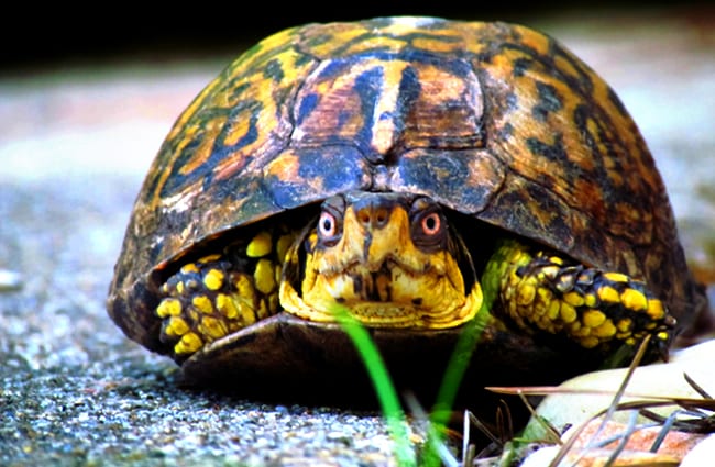 Backyard Box Turtle Photo by: bobistraveling https://creativecommons.org/licenses/by/2.0/