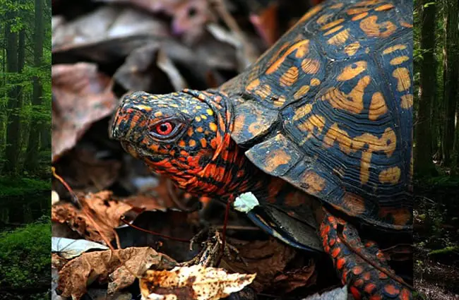 Box Turtle in the leaves