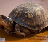 Box Turtle - Notice His High-Domed Shell