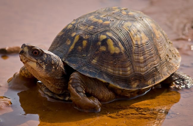 Box Turtle - notice his high-domed shell