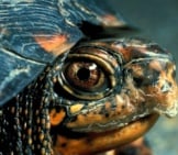 Closeup Of A Box Turtle Just Peeking Out