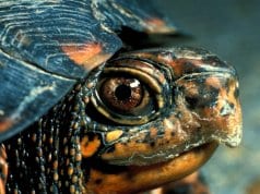 Closeup of a Box Turtle just peeking out
