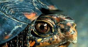 Closeup of a Box Turtle just peeking out